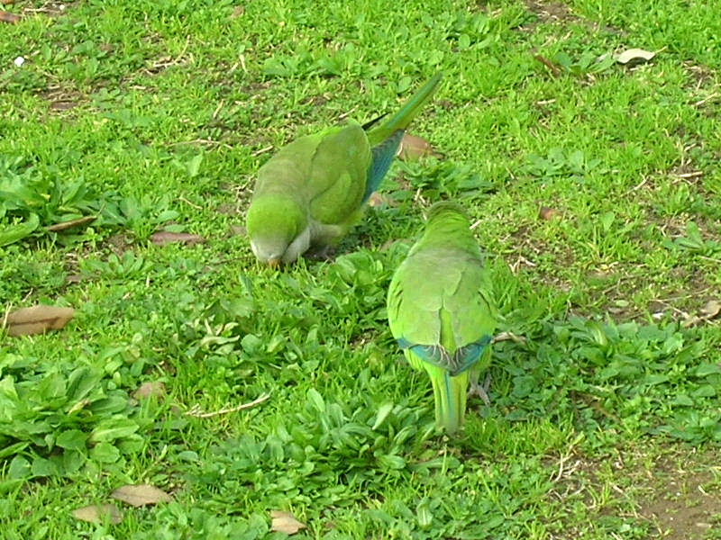 Parrocchetti  ... romani, specie varie!